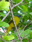 yellow bird.JPG (73KB)